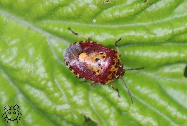 赤い衝撃 ナカボシカメムシ : ちょっとだけ不思議な昆虫の世界（3）