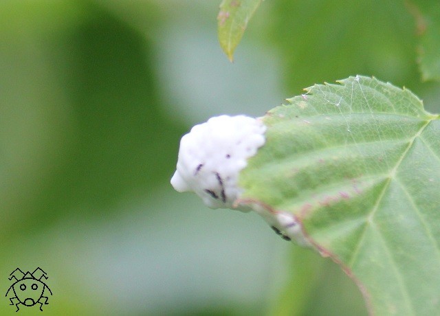 葉っぱの白い泡 ちょっとだけ不思議な昆虫の世界 ３