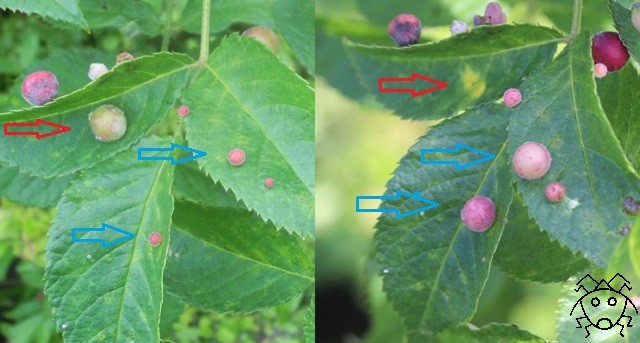 これは自然のイタズラではない バラハタマフシ ちょっとだけ不思議な昆虫の世界 ３