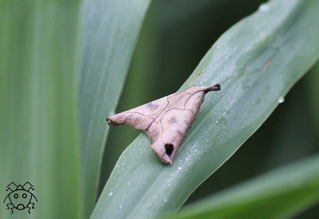 新春大クイズ大会 どっちが虫 上級編 ちょっとだけ不思議な昆虫の世界 3 新春大クイズ大会 どっちが虫 上級編 ちょっとだけ不思議な昆虫の世界 3