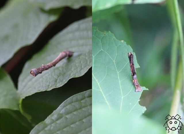 新春大クイズ大会 どっちが虫 中級編 ちょっとだけ不思議な昆虫の世界 ３