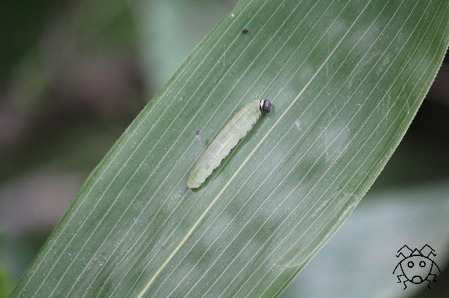 19年09月 ちょっとだけ不思議な昆虫の世界 ３