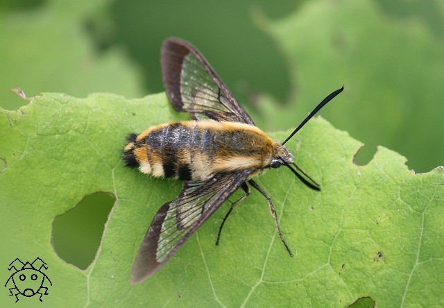 虫たちの親子 62 クロスキバホウジャク ちょっとだけ不思議な昆虫の世界 ３