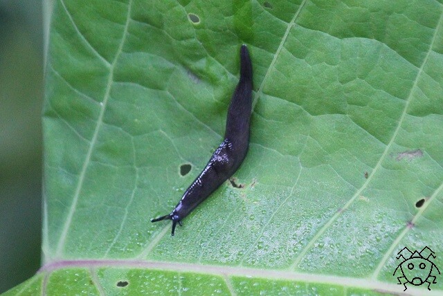 ちょっとだけ不思議な生物に 次々と出会いました ちょっとだけ不思議な昆虫の世界 ３