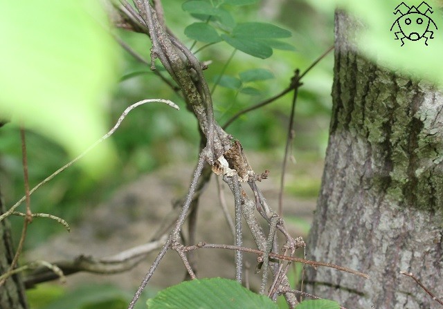 何か選抜ベスト５ 保護色の虫たち ちょっとだけ不思議な昆虫の世界 ３