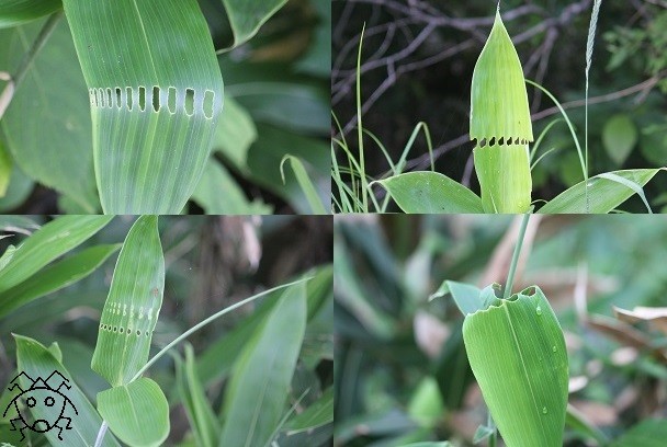 ササの葉の一列穴 製造者は誰だ？（改定） : ちょっとだけ不思議な昆虫 