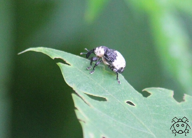 新春大クイズ大会 どっちが虫 上級編 ちょっとだけ不思議な昆虫の世界 3 新春大クイズ大会 どっちが虫 上級編 ちょっとだけ不思議な昆虫の世界 3