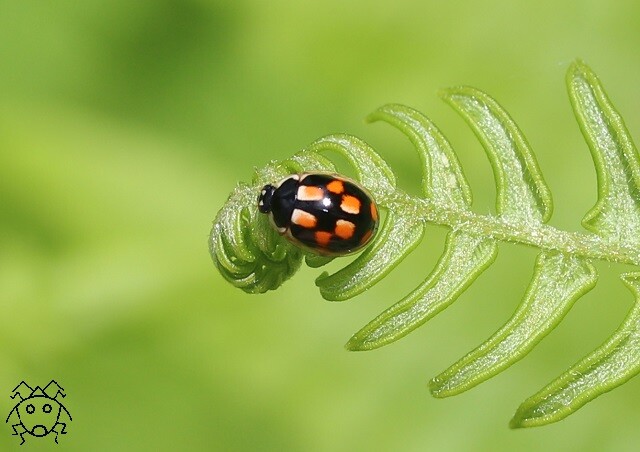 年07月08日 ちょっとだけ不思議な昆虫の世界 3 年07月08日 ちょっとだけ不思議な昆虫の世界 3