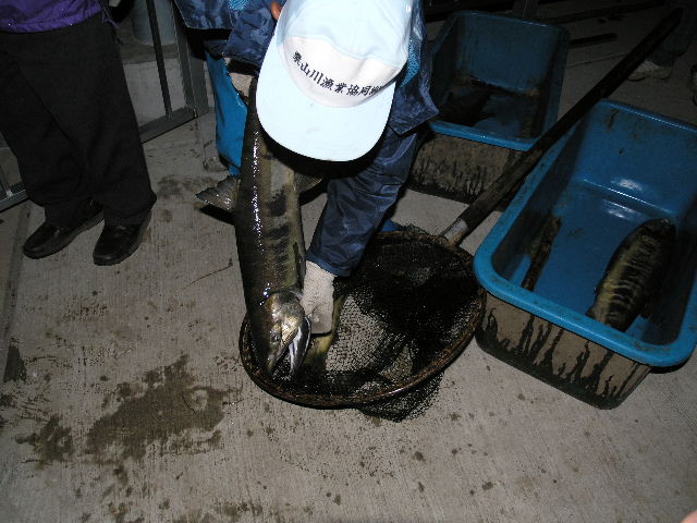 南限の鮭ー栗山川の調査捕獲を見学 ブッチャケ ぶっ鮭 日記