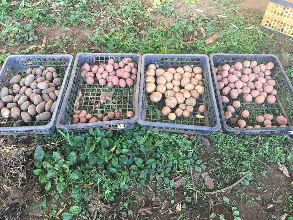 21畑リンピック13日目 ジャガイモ植えの準決勝は種芋を置くまで ブッチャケ ぶっ鮭 日記