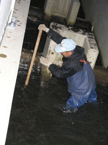 南限の鮭ー栗山川の調査捕獲を見学 ブッチャケ ぶっ鮭 日記