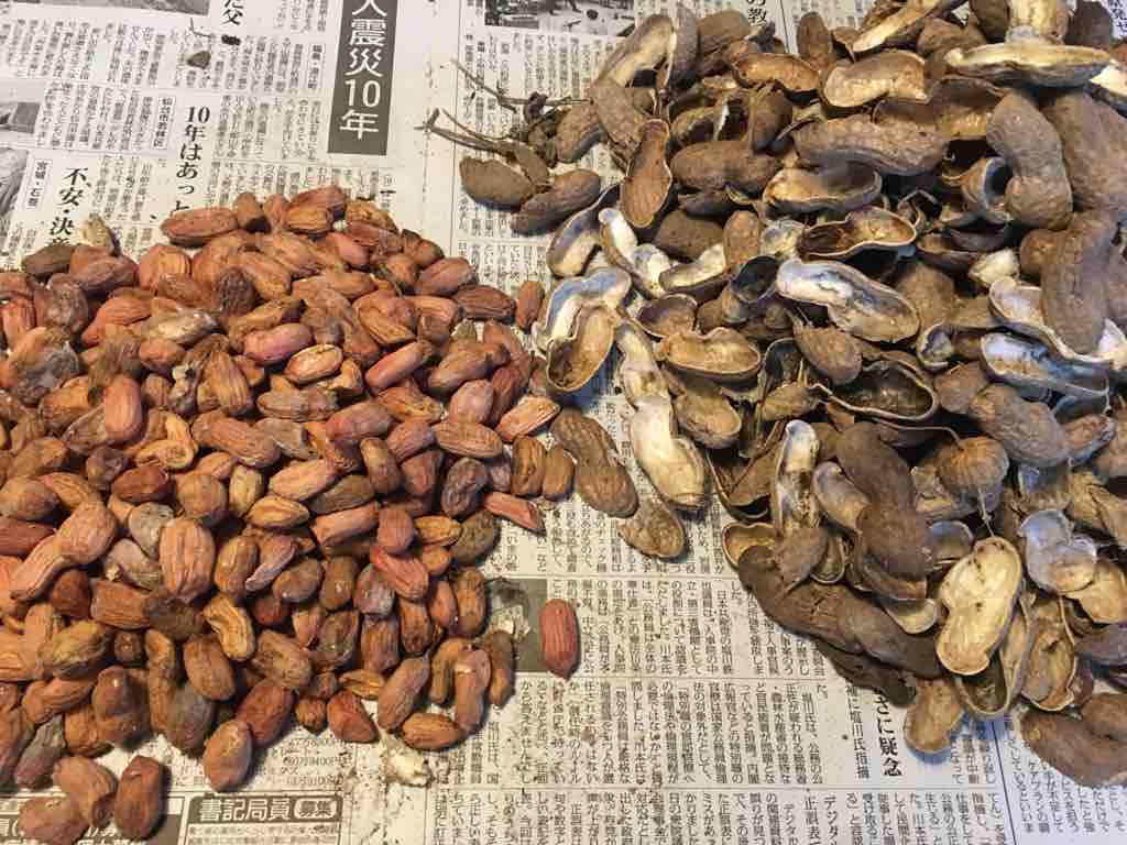 雨の1日 落花生おおまさりの種を選別 ブッチャケ ぶっ鮭 日記