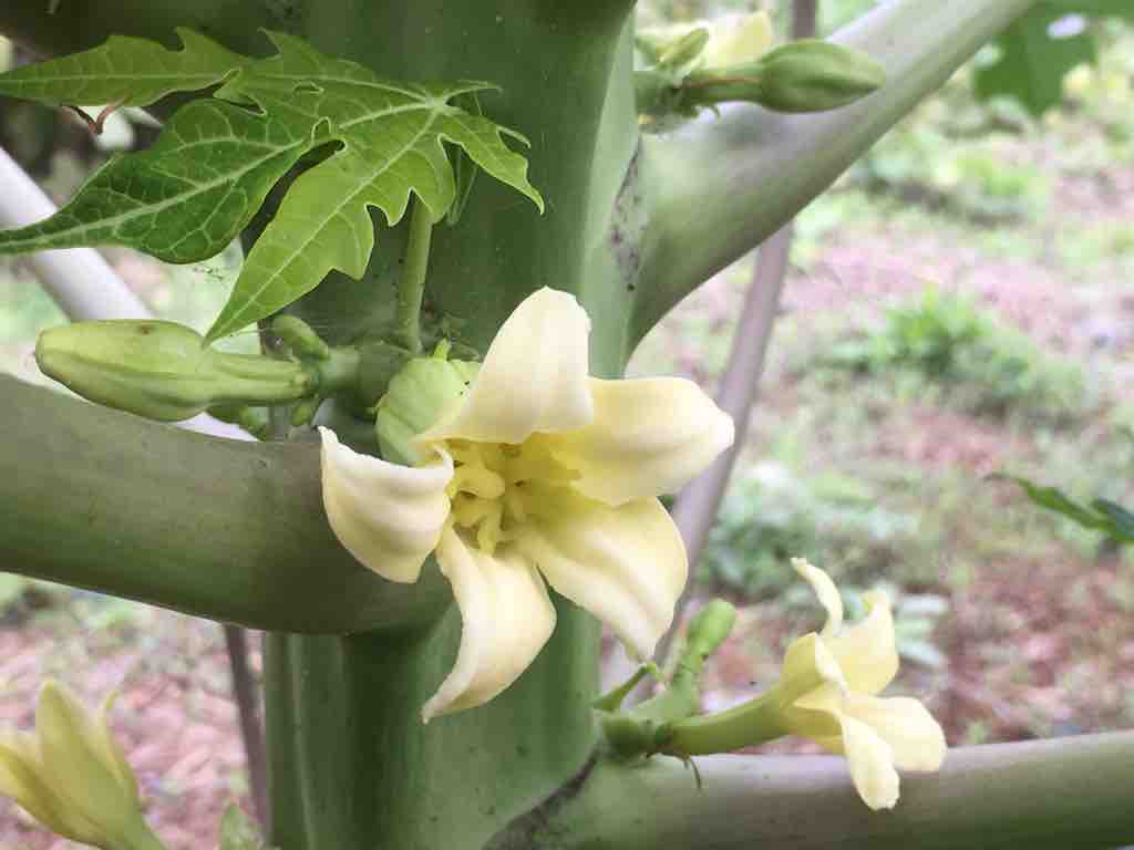 パパイヤの花は咲けども ブッチャケ ぶっ鮭 日記