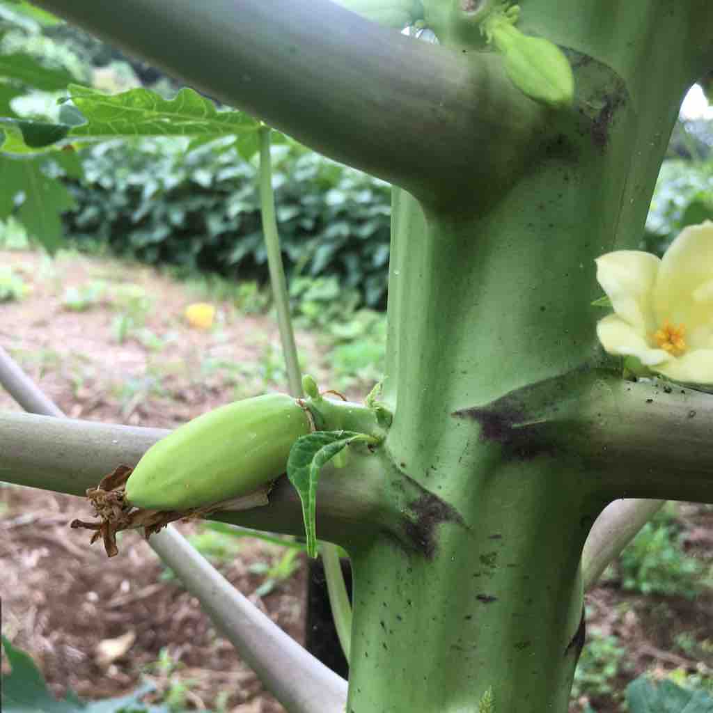 パパイヤの花は咲けども ブッチャケ ぶっ鮭 日記