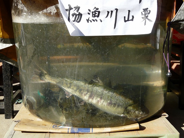 山倉大神鮭祭り ブッチャケ ぶっ鮭 日記