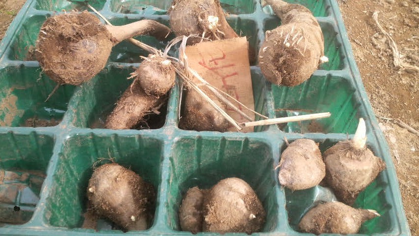 京芋 土垂 赤芽 唐の芋 八頭を田んぼの畑 エビイモ 生姜を山の畑に ブッチャケ ぶっ鮭 日記