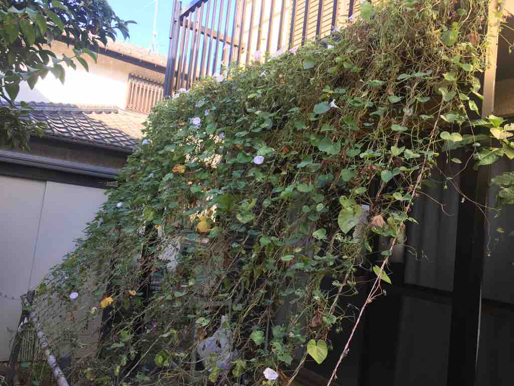 朝顔を撤去して柿の木の剪定 ブッチャケ ぶっ鮭 日記