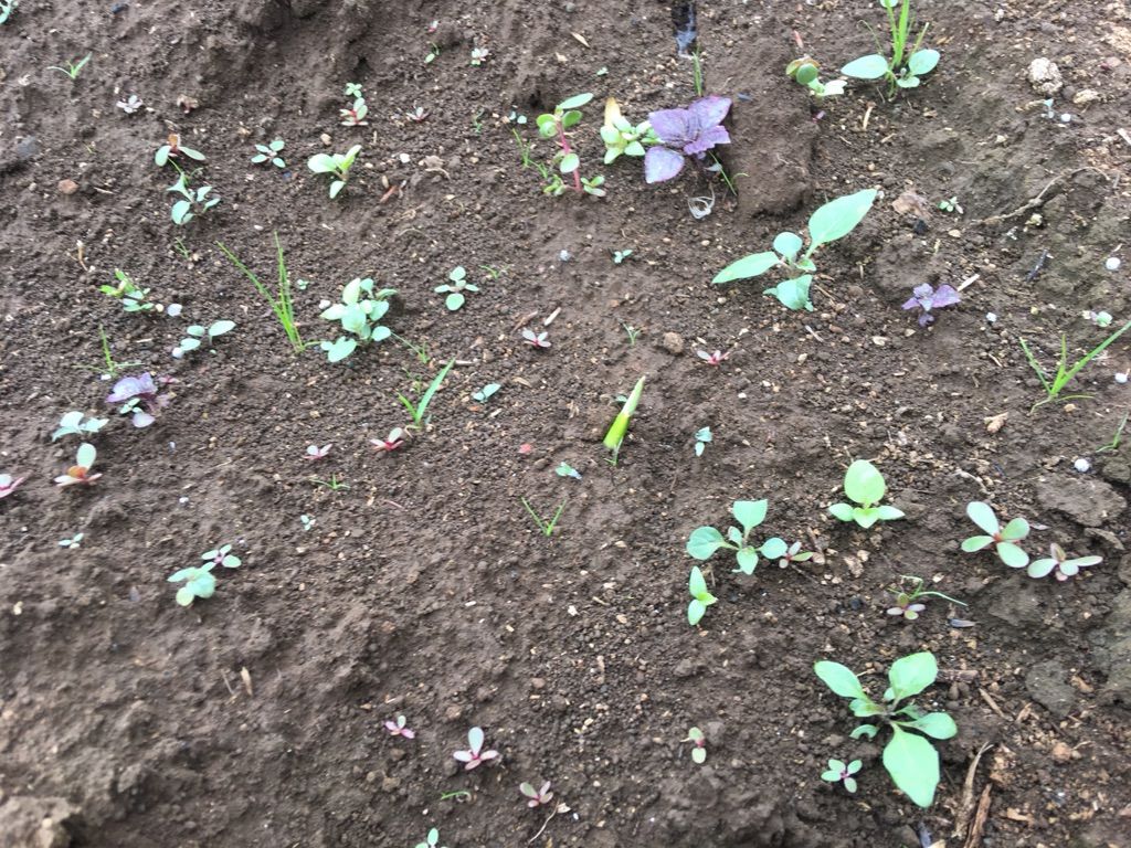 里芋畝のツユクサとヒューを取る ブッチャケ ぶっ鮭 日記