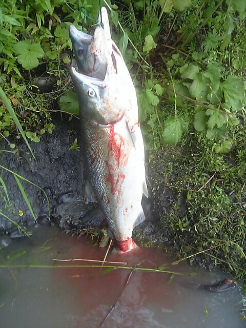 釣行2日目 長靴に浸水 Alaska鮭釣り ブッチャケ ぶっ鮭 日記