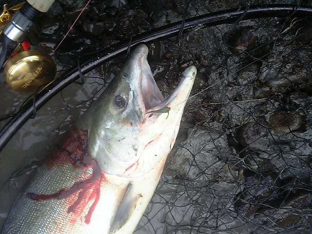 釣行2日目 長靴に浸水 Alaska鮭釣り ブッチャケ ぶっ鮭 日記