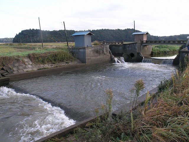 堰の魚道がうまくない 鮭を救出して堰の上流へ 作戦 ブッチャケ ぶっ鮭 日記