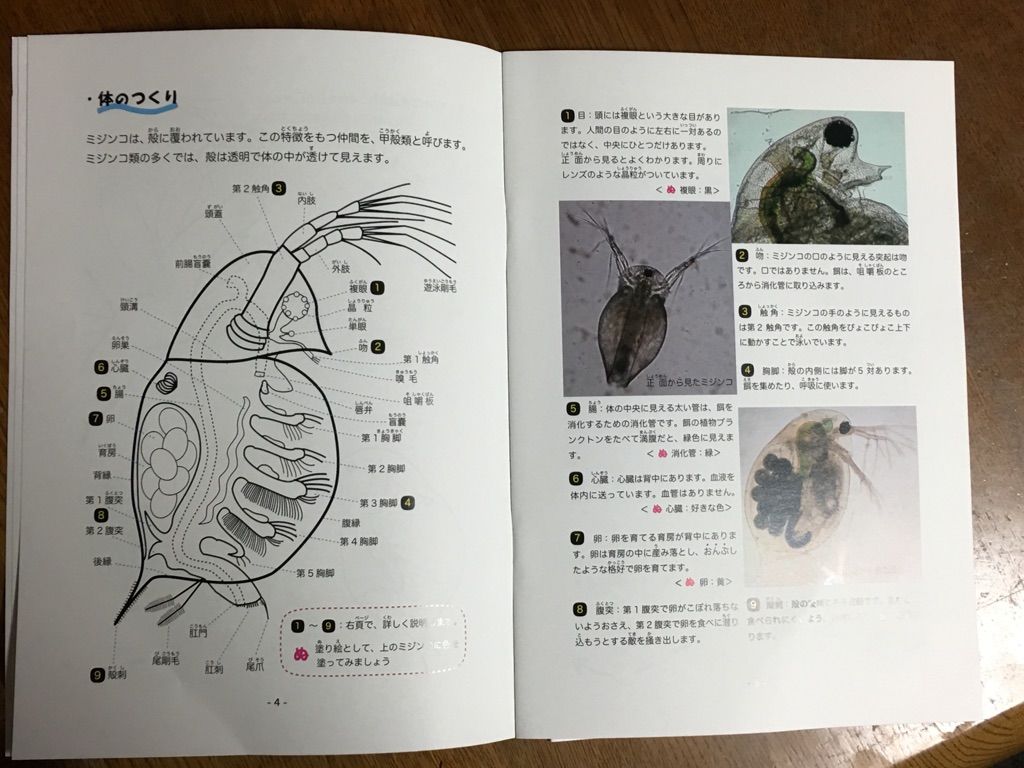 ミジンコの目 ブッチャケ ぶっ鮭 日記