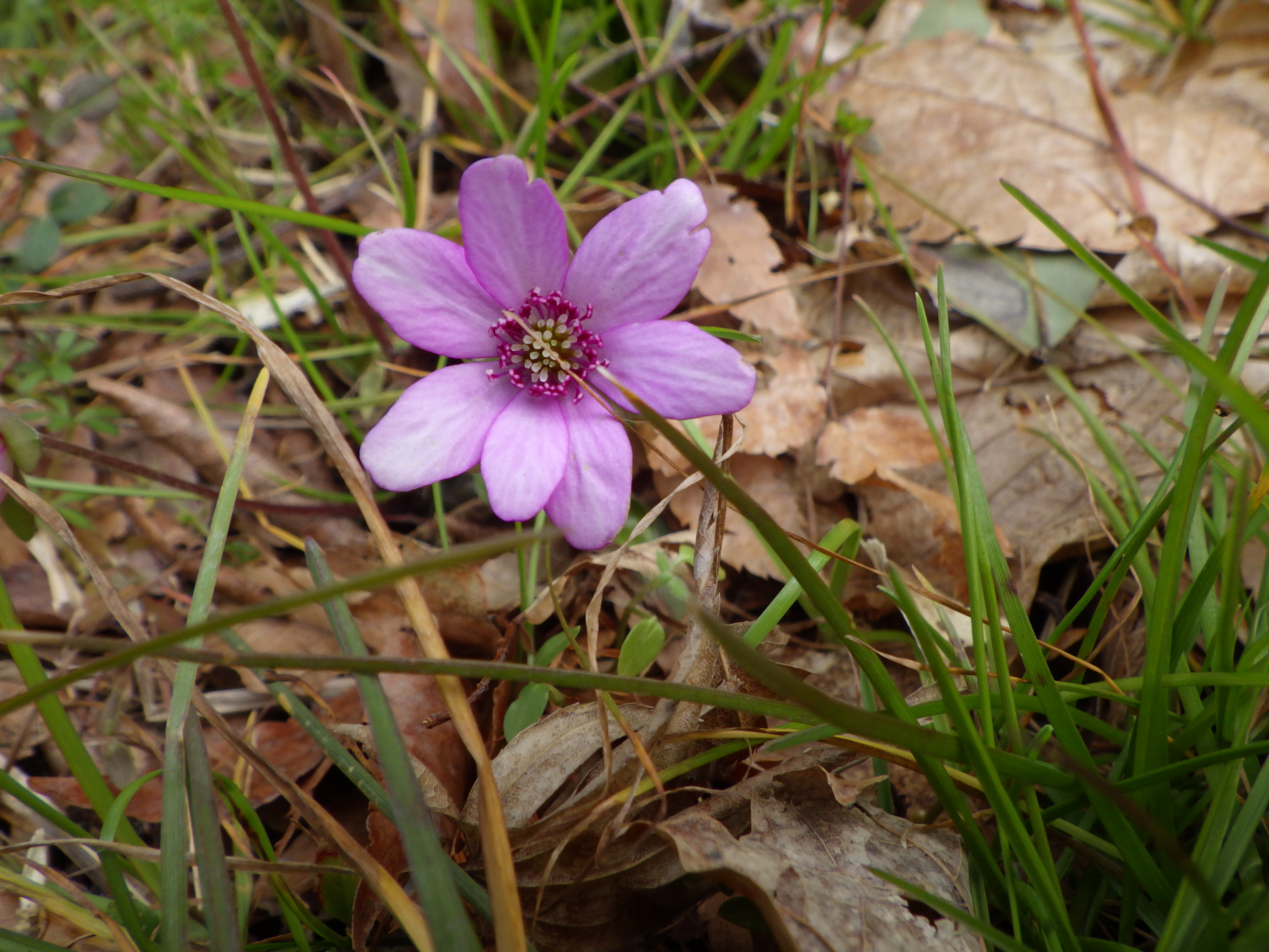 新潟県庁の森 雪割草 オオミスミソウ とフクジュソウ シーバス電脳日誌 ロードバイクでサイクリングも
