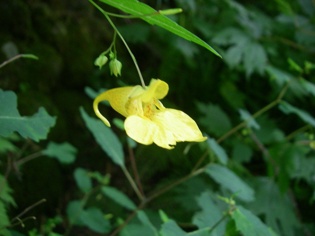 高山植物 1 3 槍ヶ岳 笠ヶ岳縦走登山 アサギマダラやトリカブトなど シーバス電脳日誌 ロードバイクでサイクリングも