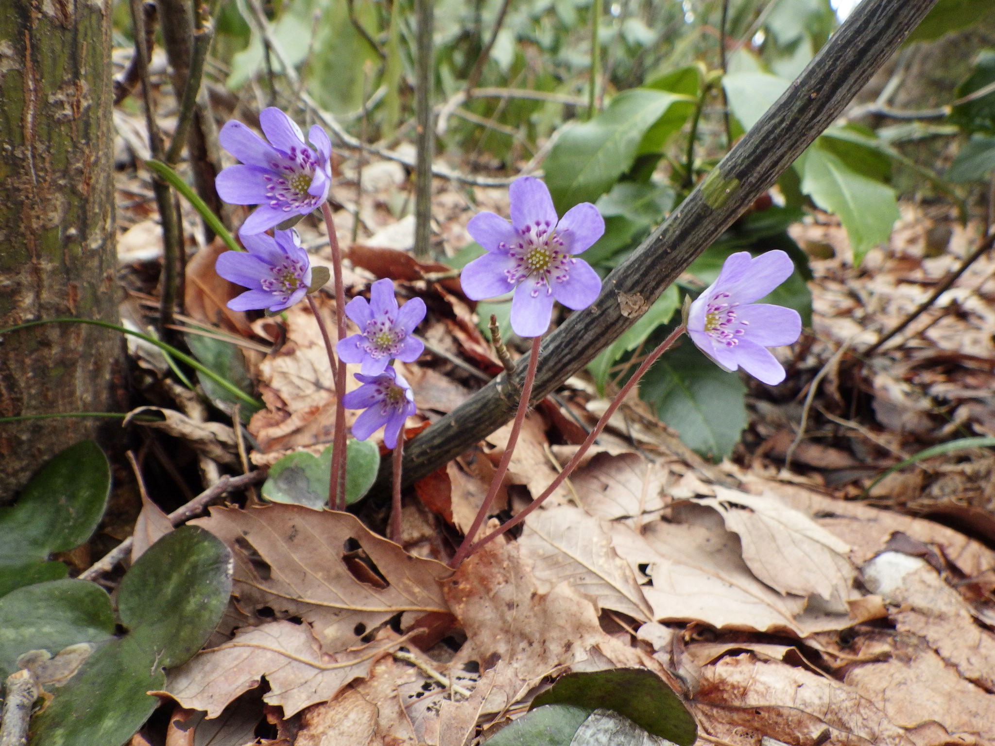 国上山の雪割草 オオミスミソウ シーバス電脳日誌 ロードバイクでサイクリングも