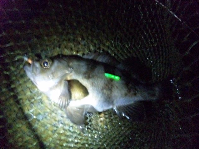 シーバス釣り というか根魚ばっかり シーバス電脳日誌 ロードバイクでサイクリングも