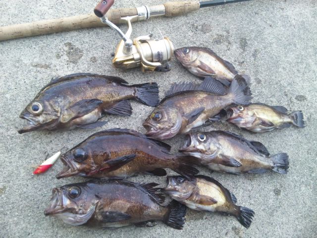 メバルとシーバス メバルのカブラ自作 シーバス電脳日誌 ロードバイクでサイクリングも