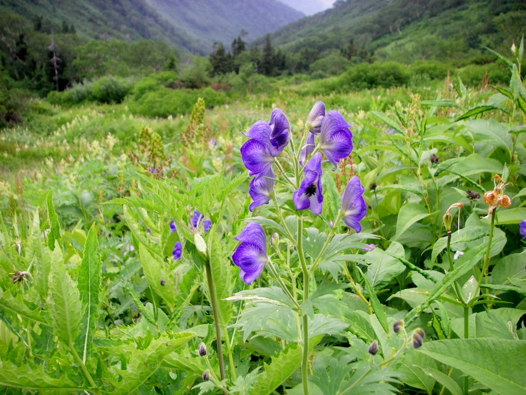 読売新道 水晶岳 鷲羽岳 野口五郎岳の高山植物 3 3 シーバス電脳日誌 ロードバイクでサイクリングも