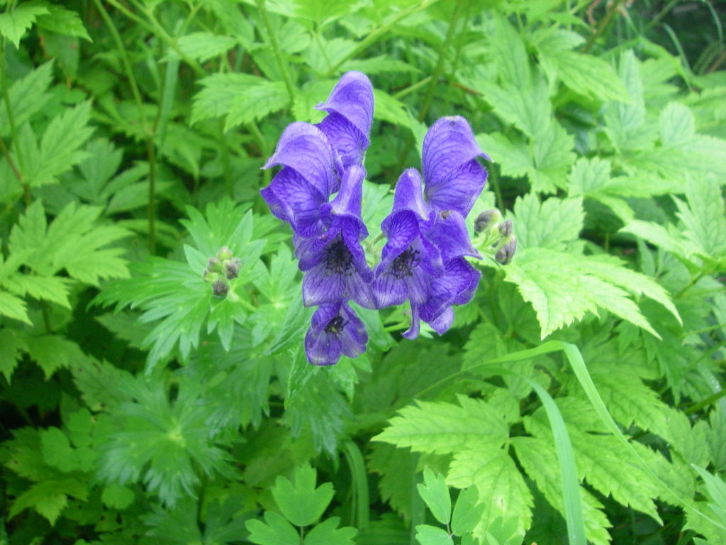 烏帽子岳 野口五郎岳の高山植物 3 5 シーバス電脳日誌 ロードバイクでサイクリングも