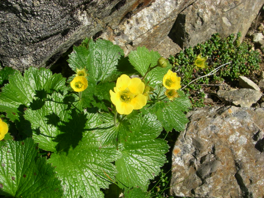 薬師岳 黒部五郎岳 三俣蓮華岳 雲ノ平登山の高山植物 2 3 シーバス電脳日誌 ロードバイクでサイクリングも 薬師岳 黒部五郎岳 三俣蓮華岳 雲ノ平登山の高山植物 2 3 シーバス電脳日誌 ロードバイクでサイクリングも