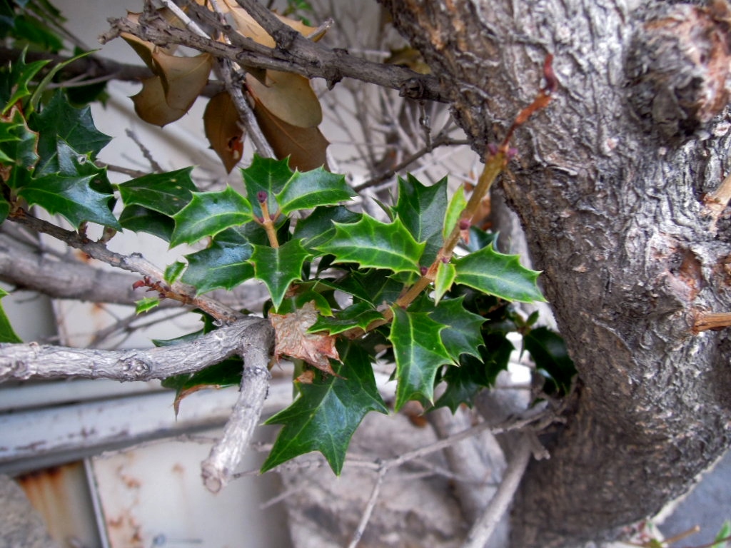 ジョギング 心霊写真やヒイラギの葉っぱ シーバス電脳日誌 ロードバイクでサイクリングも