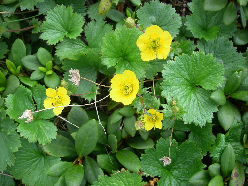 室堂 浄土山 五色ヶ原 薬師岳登山の高山植物 2 3 シーバス電脳日誌 ロードバイクでサイクリングも 室堂 浄土山 五色ヶ原 薬師岳登山の高山植物 2 3 シーバス電脳日誌 ロードバイクでサイクリングも
