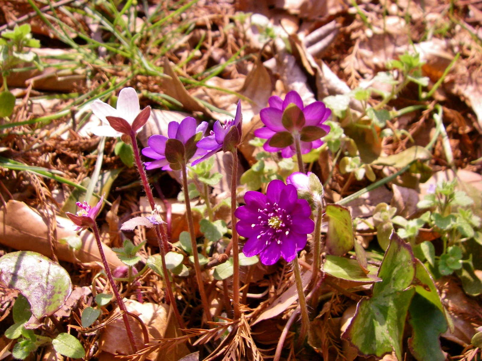 雪割草 オオミスミソウ シーバス電脳日誌 ロードバイクでサイクリングも