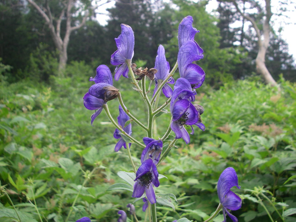 高山植物 1 3 槍ヶ岳 笠ヶ岳縦走登山 アサギマダラやトリカブトなど シーバス電脳日誌 ロードバイクでサイクリングも