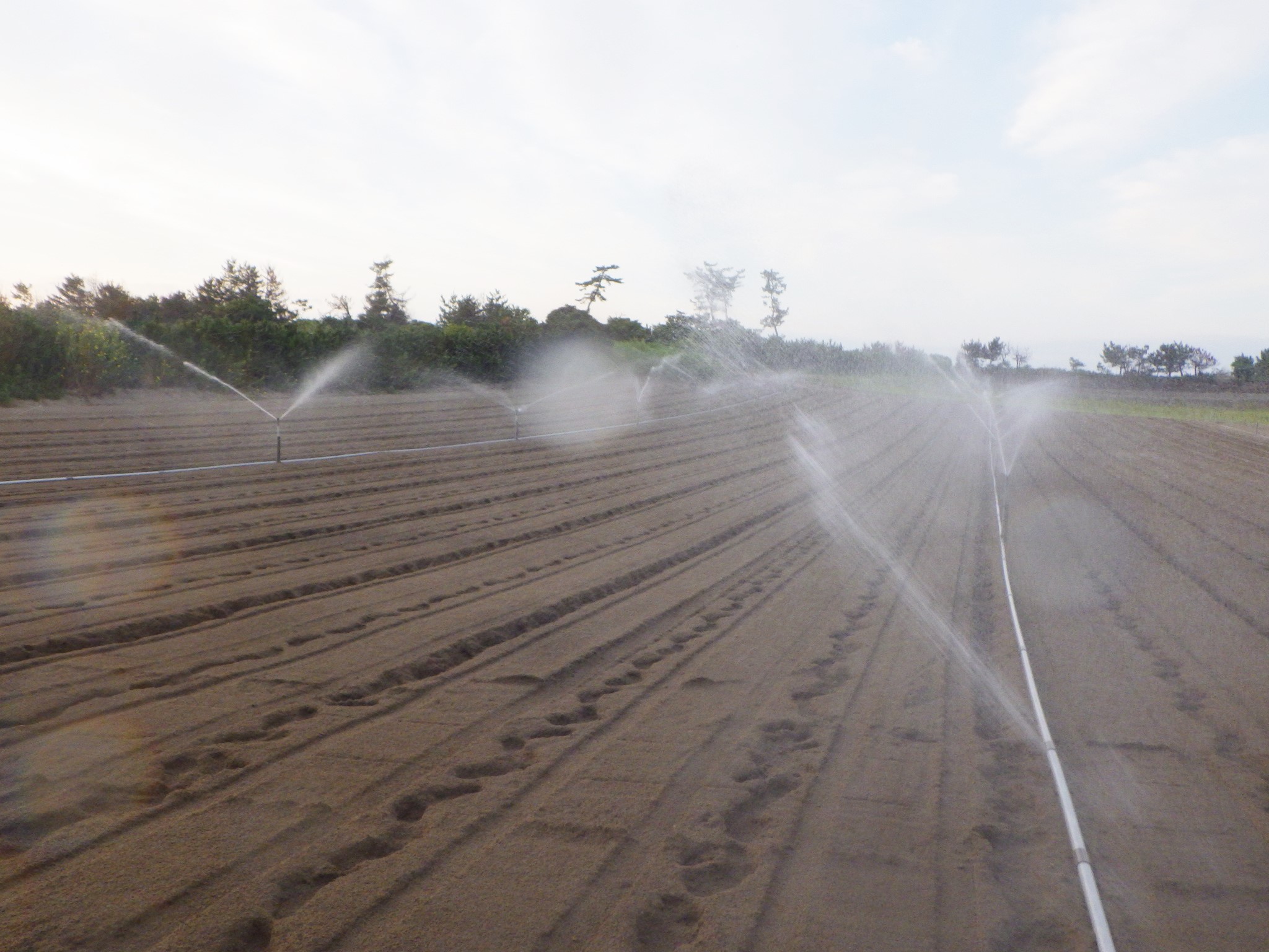 朝練サイクリング40 42回スプリンクラー涼しい シーバス電脳日誌 ロードバイクでサイクリングも