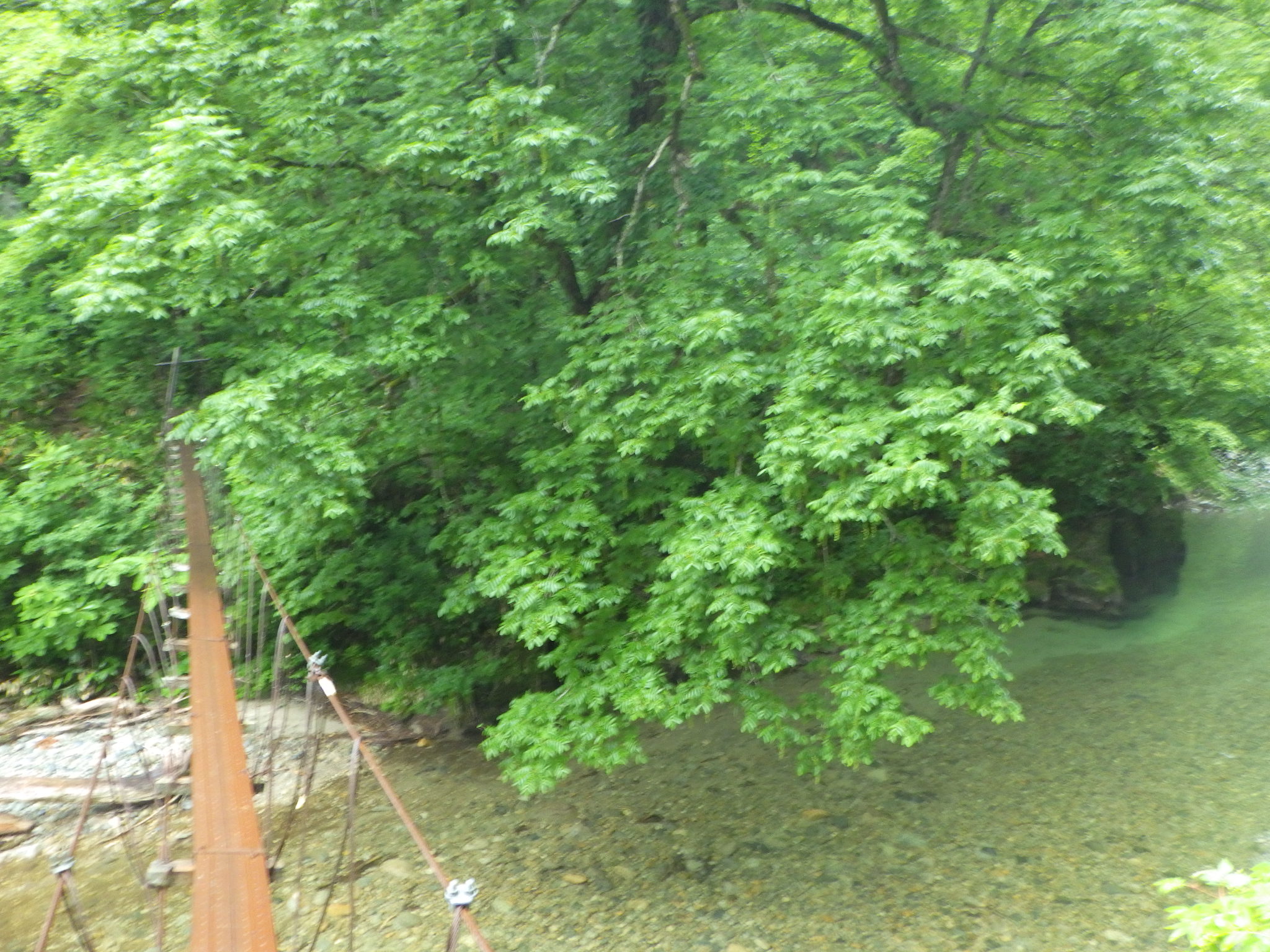 朝日連峰大朝日岳 1本吊り橋を渡ってヒナウスユキソウとヒメサユリに会いに行く シーバス電脳日誌 ロードバイクでサイクリングも