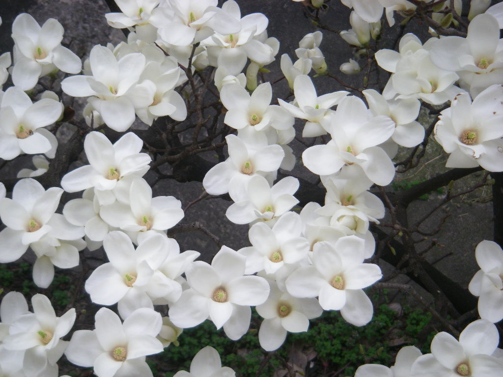 ハクモクレンを上から見るとこうなる シーバス電脳日誌 ロードバイクでサイクリングも