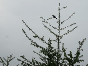 DSCN9962