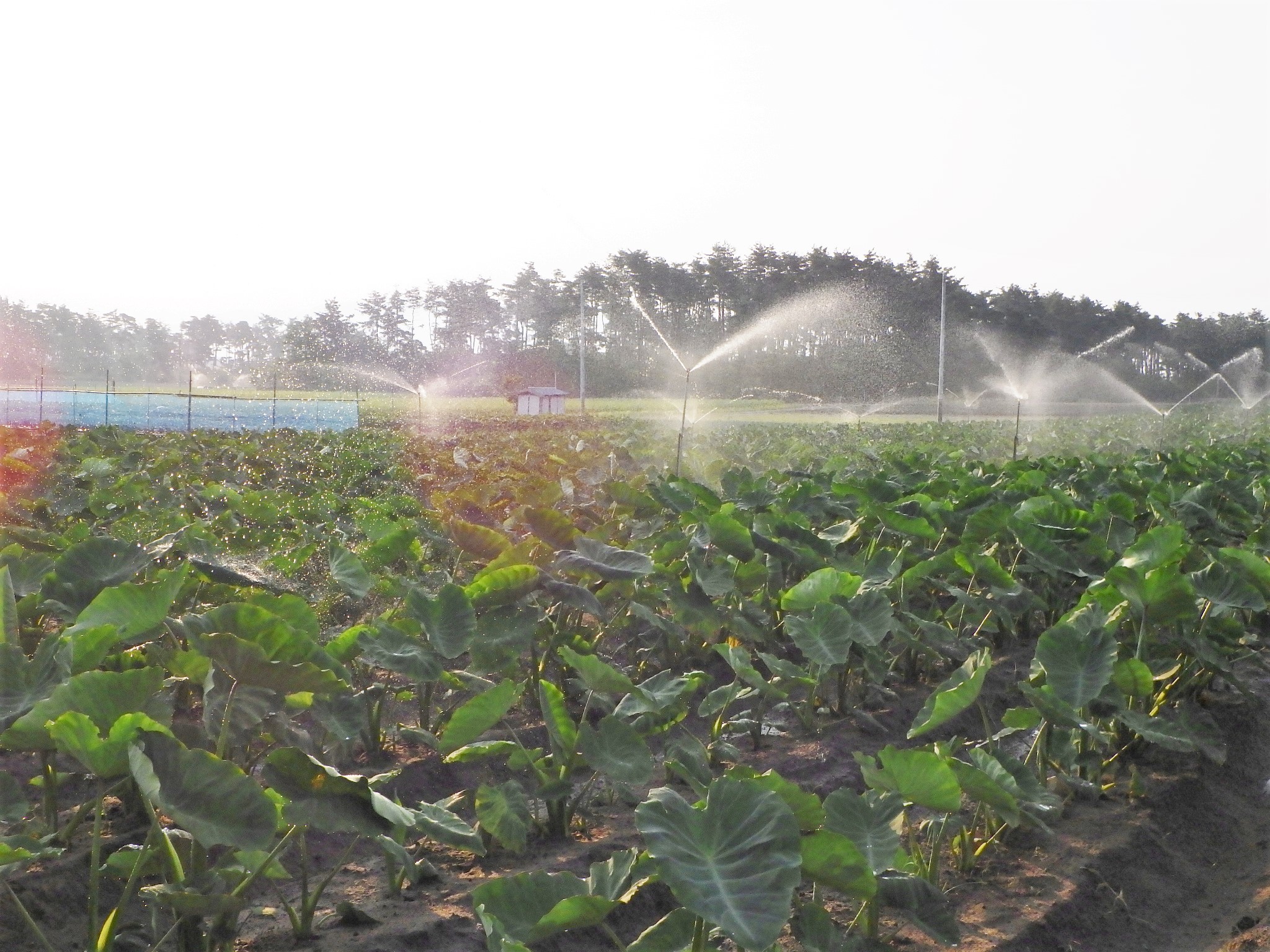 涼しいうちに早朝サイクリング 胎内川まで90km シーバス電脳日誌 ロードバイクでサイクリングも