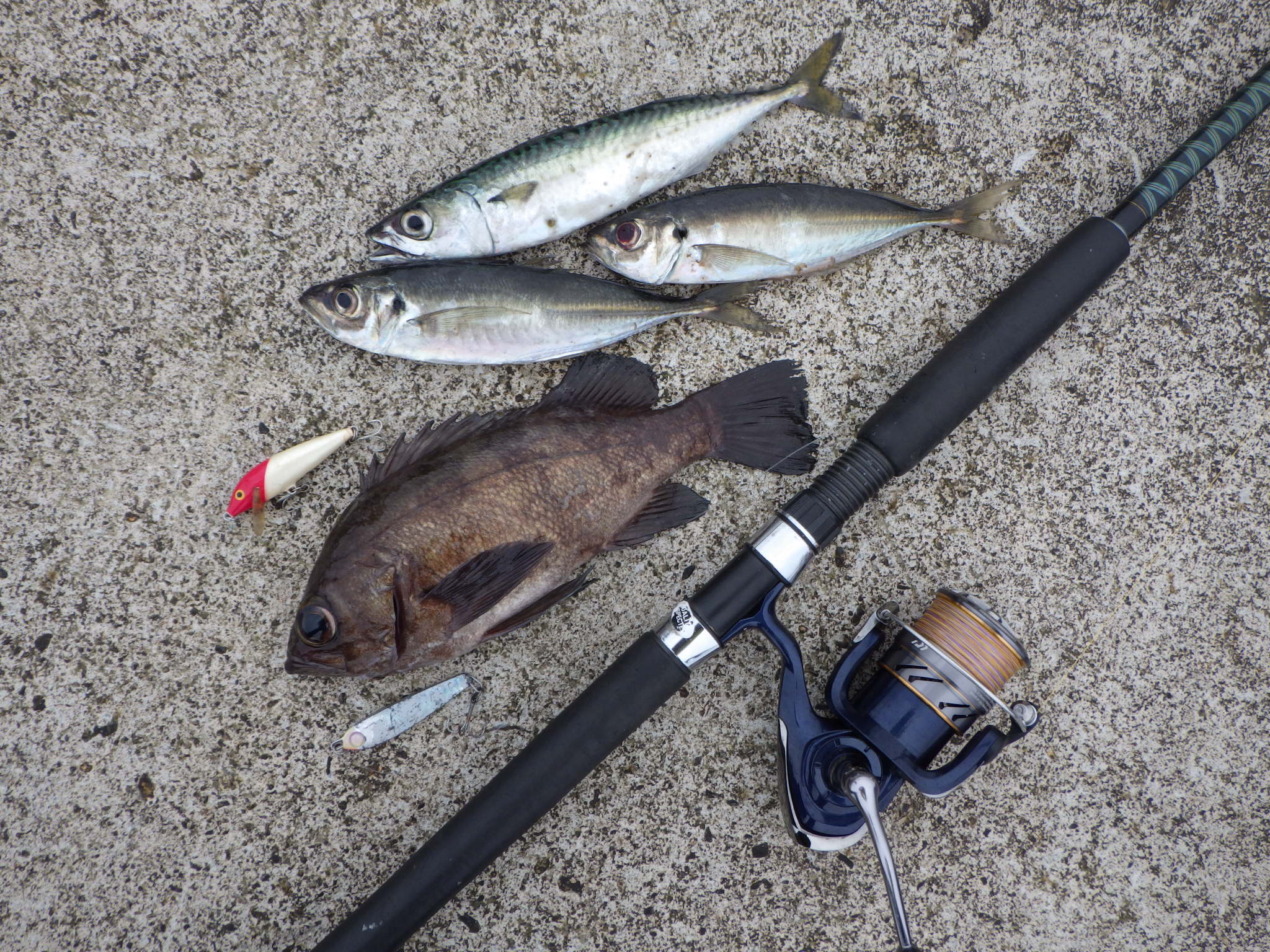 メバル28cm サバとアジ シーバス電脳日誌 ロードバイクでサイクリングも