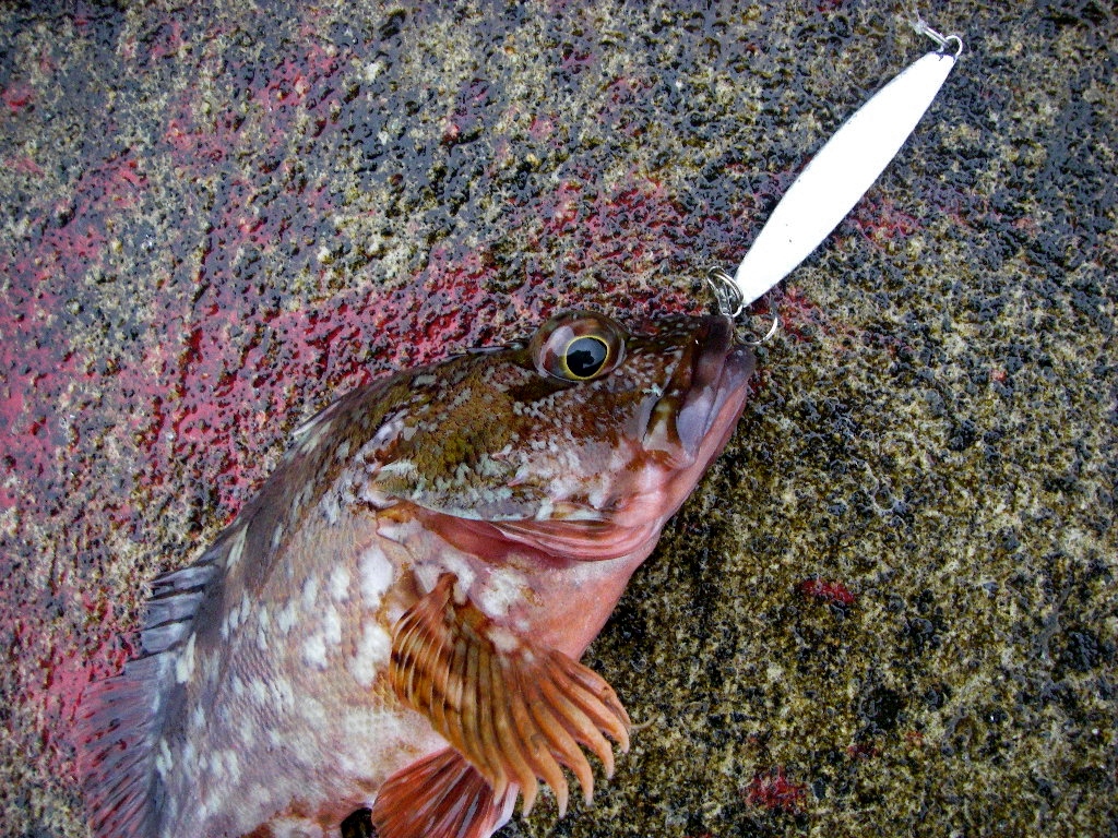 ダイソーの100円ジグでサワラ イナダ等五目釣り シーバス電脳日誌 ロードバイクでサイクリングも