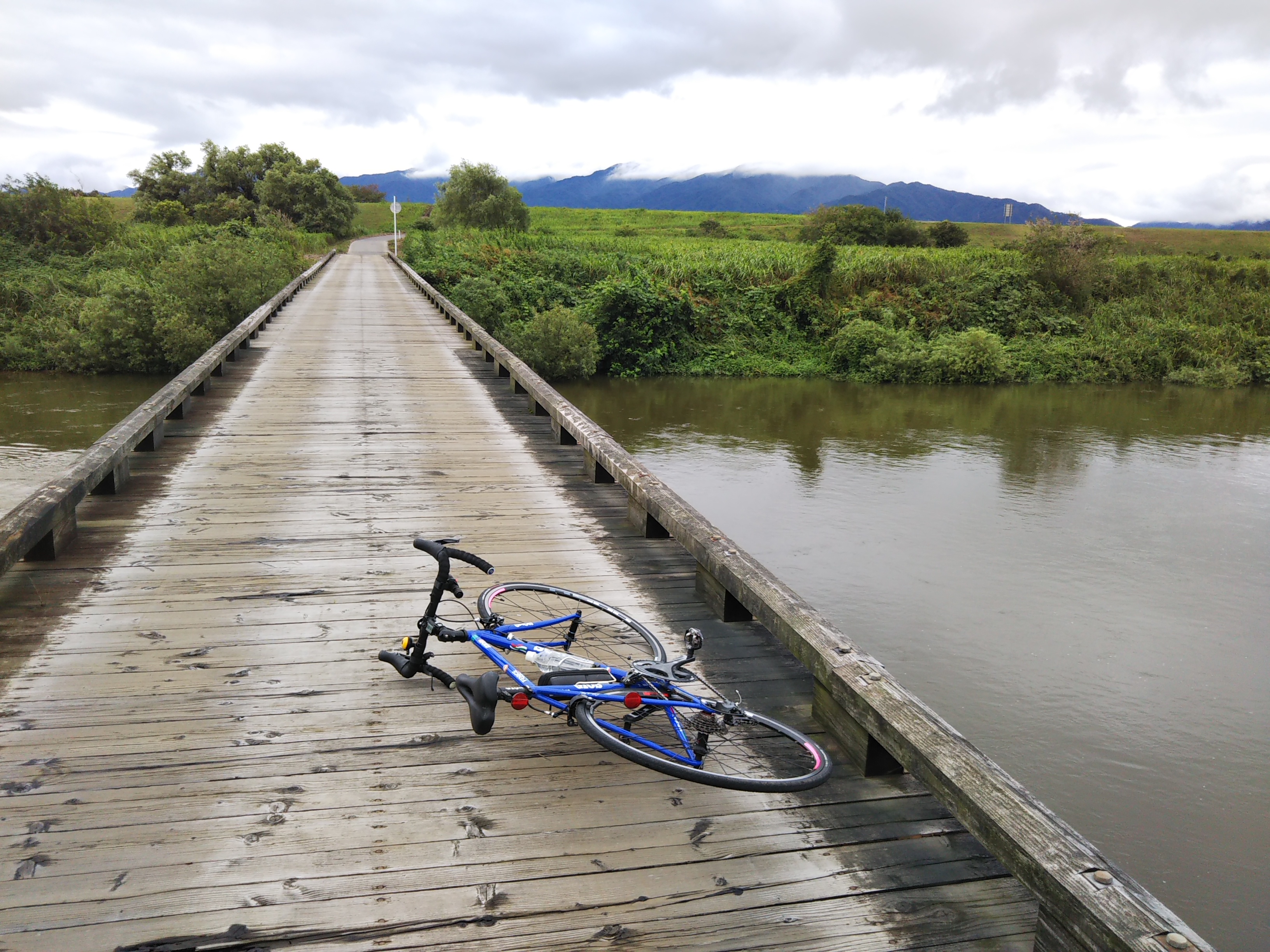 雨上がり 阿賀野川土手道サイクリング80km オクラの花 シーバス電脳日誌 ロードバイクでサイクリングも