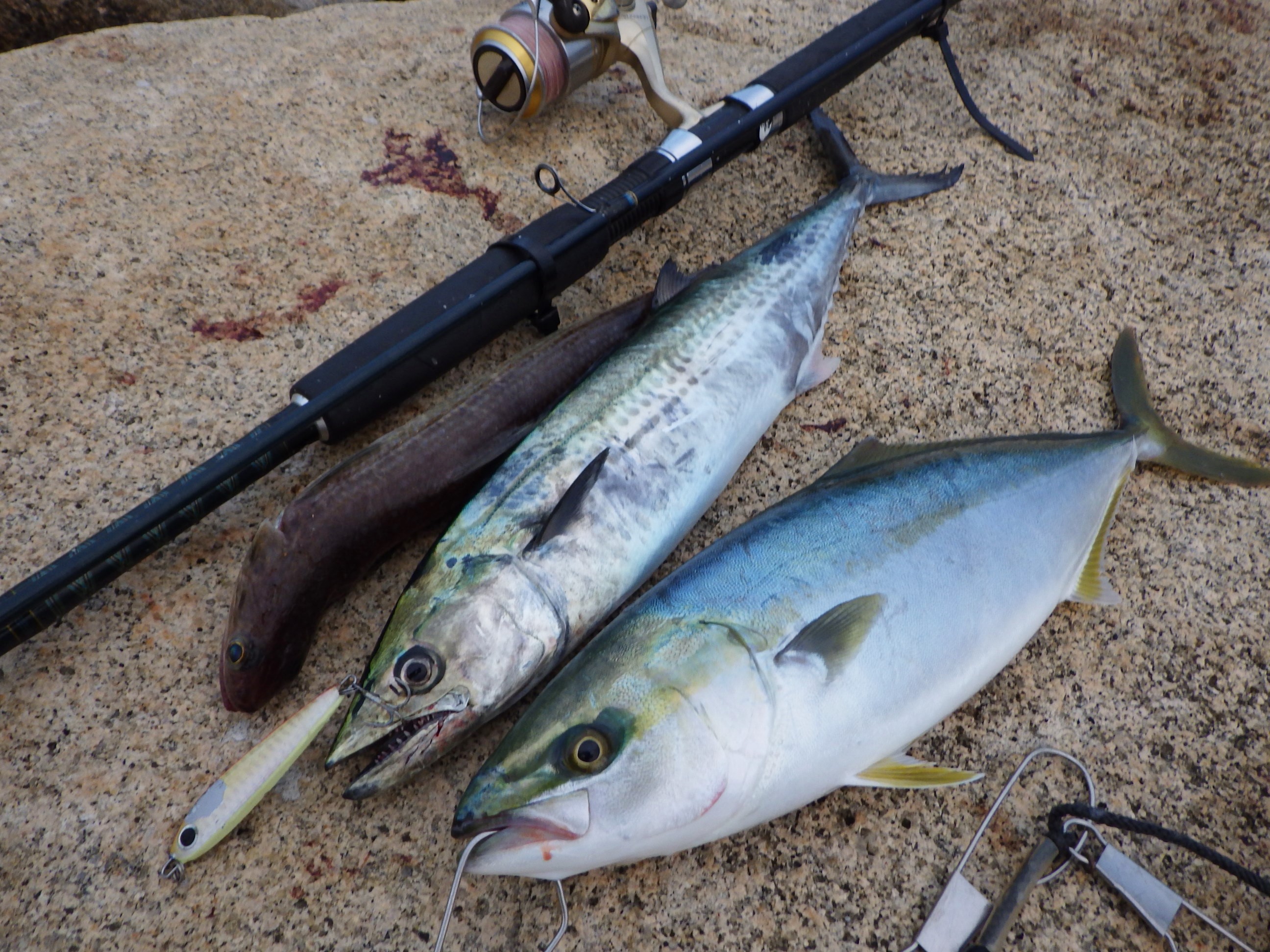 ショアジギング連戦 初イナダ ゲット シーバス電脳日誌 ロードバイクでサイクリングも ショアジギング連戦 初イナダ ゲット シーバス電脳日誌 ロードバイクでサイクリングも