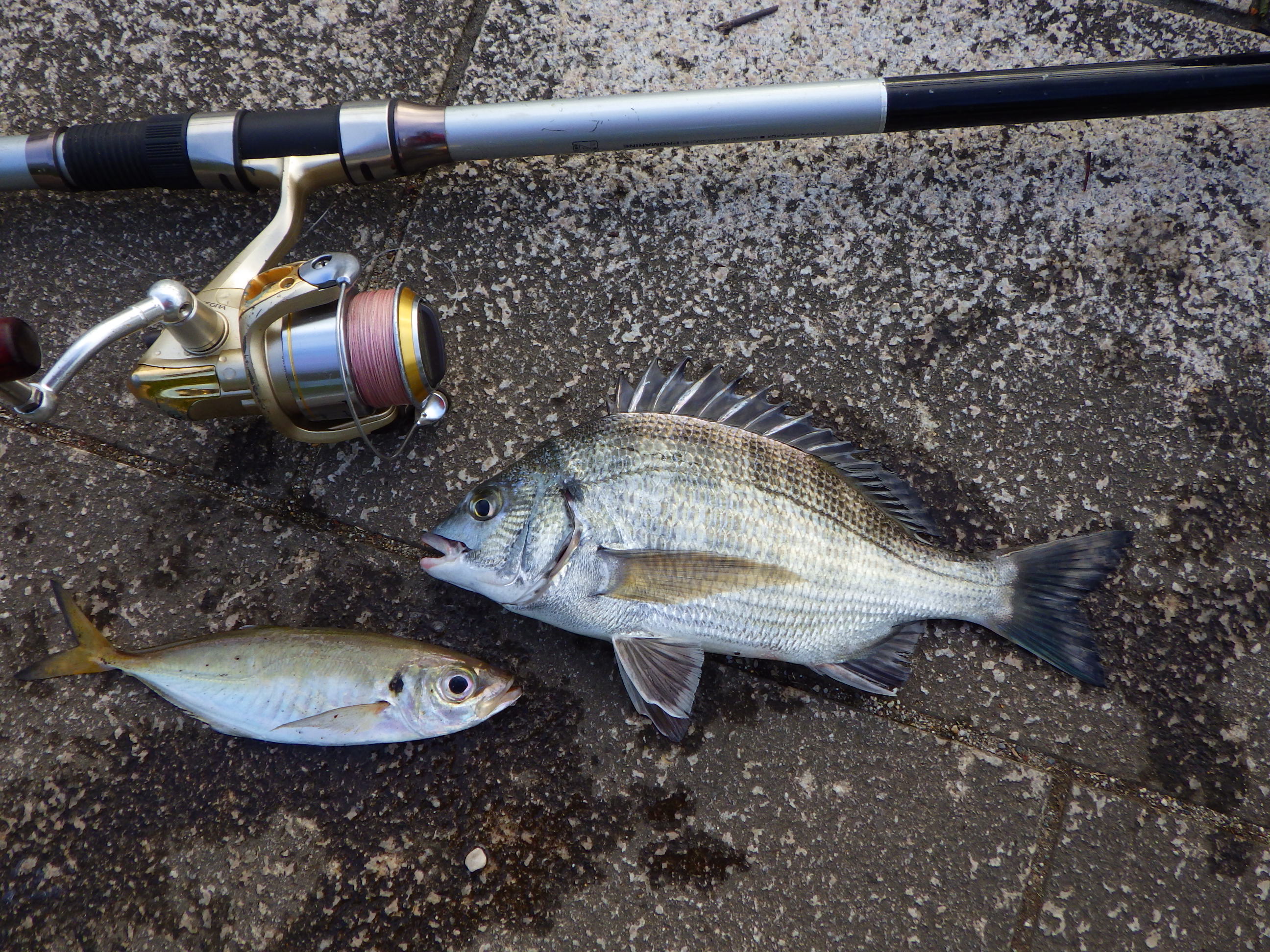 久し振りの魚釣り クロダイとアジ 新潟西港旧税関裏 シーバス電脳日誌 ロードバイクでサイクリングも 久し振りの魚釣り クロダイとアジ 新潟西港旧税関裏 シーバス電脳日誌 ロードバイクでサイクリングも