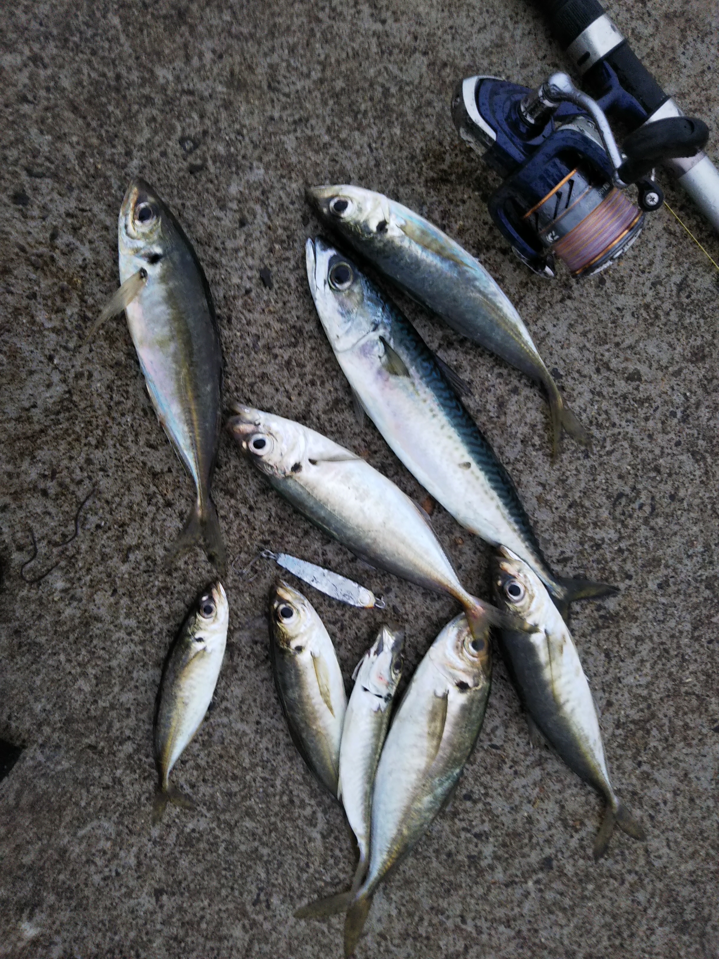 魚釣り アジとサバ シーバス電脳日誌 ロードバイクでサイクリングも 魚釣り アジとサバ シーバス電脳日誌 ロードバイクでサイクリングも