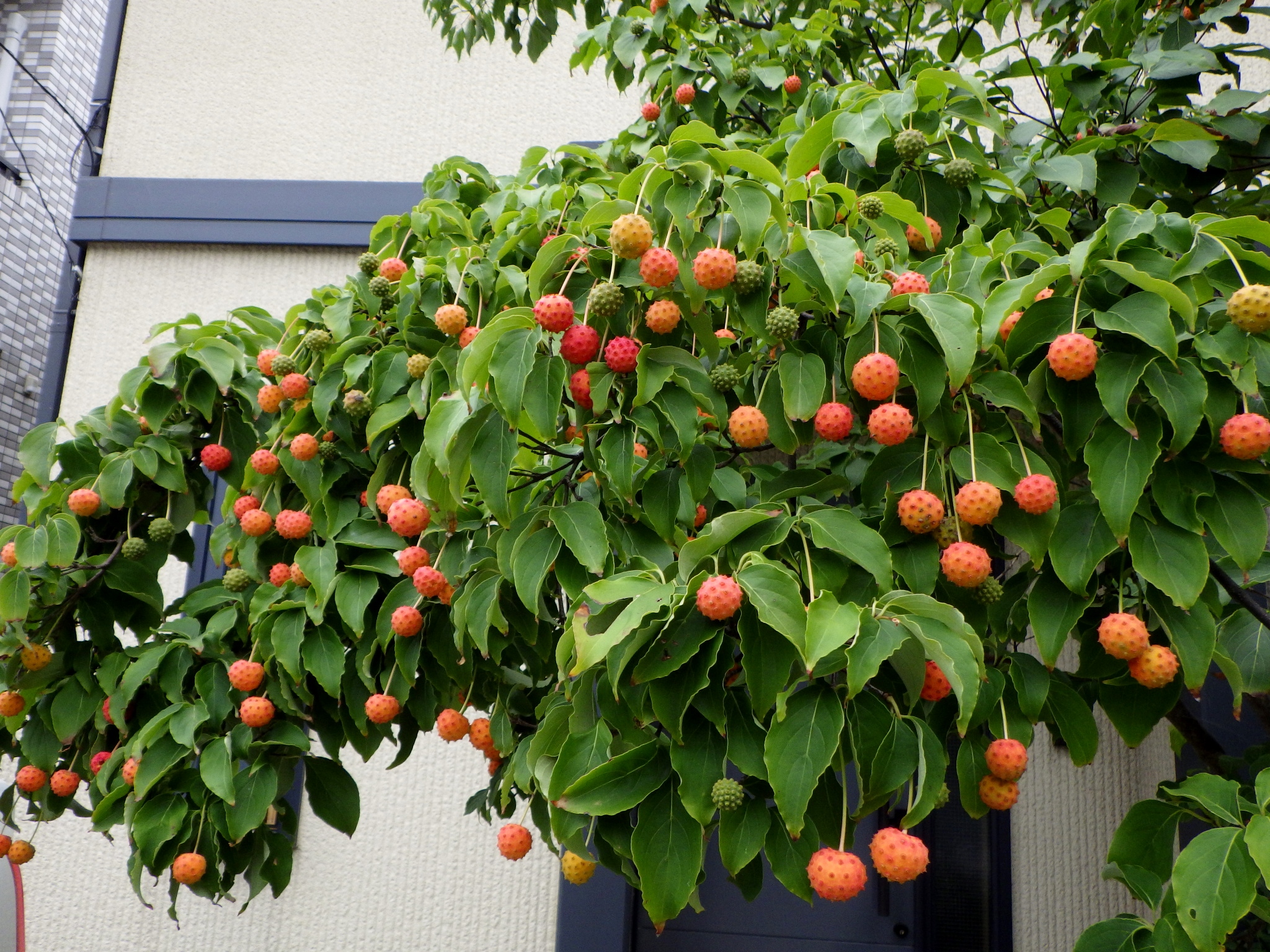 ヤマボウシ豊作 ジャムと果実酒 シーバス電脳日誌 ロードバイクでサイクリングも